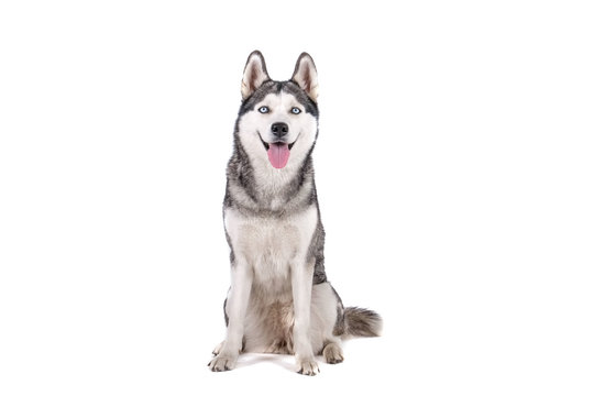 Portrait of young beautiful funny husky dog sitting with its tongue out on white isolated background. Smiling face of domestic pure bred dog with pointy ears. Close up, copy space.