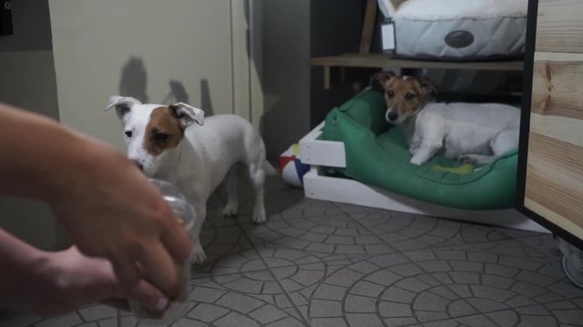 Full glass of dog food