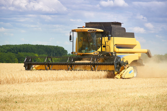 combine harvester gathers the harvest (wheat) in the field