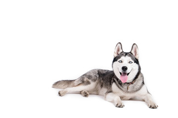 Naklejka na ściany i meble Portrait of young beautiful funny husky dog sitting with its tongue out on white isolated background. Smiling face of domestic pure bred dog with pointy ears. Close up, copy space.