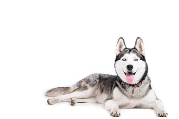 Portrait of young beautiful funny husky dog sitting with its tongue out on white isolated...