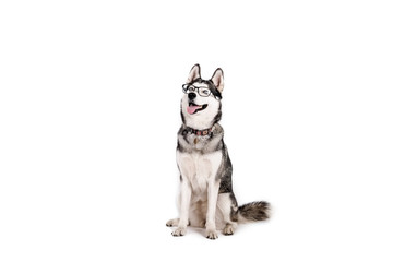 Smart dog concept. Portrait of young beautiful funny husky sitting with tongue out, wearing eyeglasses, white isolated background. Smiling face of domestic pet with pointy ears. Close up, copy space.