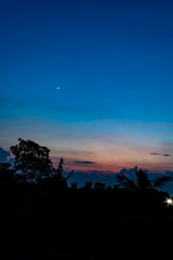 The sunset behind the trees the evening.