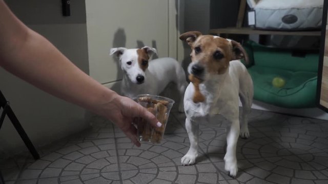 Treat for pets in the cup
