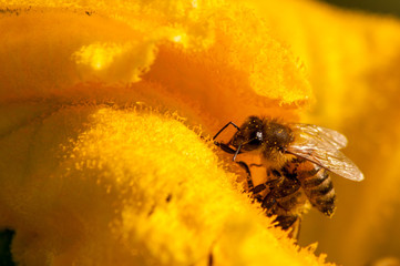 bees at work, pollinating pumpkin flower