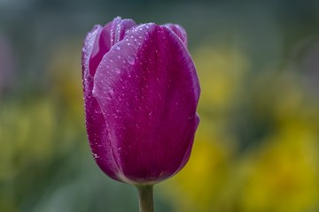 drops on a tulip in purple close-up on a blurred green-yellow background