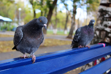 Beautiful pigeons in the town square
