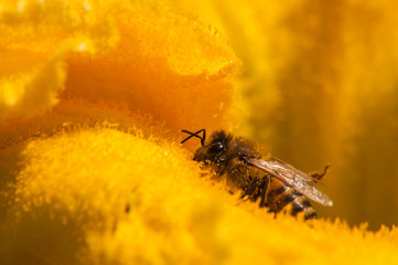 Obraz premium bees at work, pollinating pumpkin flower