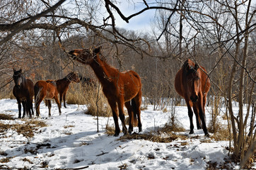 Horses in winter forest