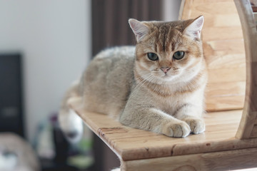 British shorthair cat on a cat tree