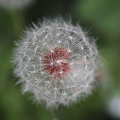 Dandelion