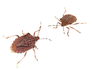 Brown marmorated stink bugs Halyomorpha halys, an invasive species from Asia. On white background. - obrazy, fototapety, plakaty