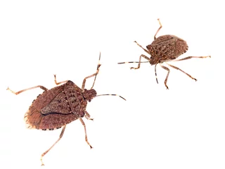 Foto op Canvas Brown marmorated stink bugs Halyomorpha halys, an invasive species from Asia. On white background. © Mushy