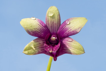 Fototapeta na wymiar orchid on blue