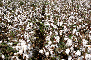 Cotton field