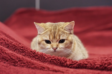 British shorthair cat on a red couch