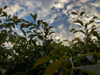 Green leaves with sunshine through cloud and blue sky background.