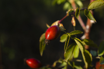 Rose Hip, sunny, isolated, Nice small Rose Hip, Makro of Rose Hip, branches with rose hips