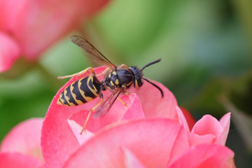 Eine Wespe