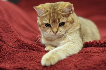 British shorthair cat on a red couch