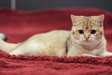 British shorthair cat on a red couch