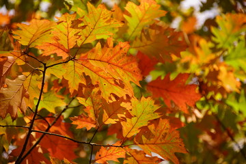 Jesień kolorowe liście