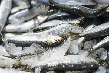 Many small sardines in ice