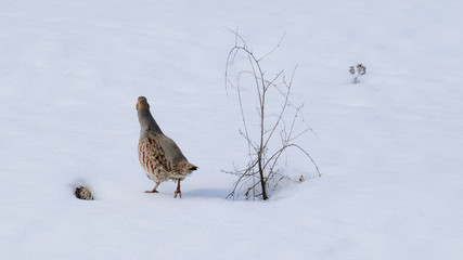 bird on snow
