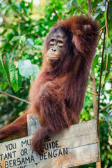 Orangutan sitting on a poster