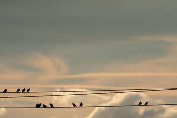 Random starlings sitting on a electrical at dusk