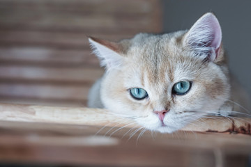 British shorthair cat on a cat tree