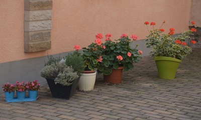 Geranien blühen in Pfanzkübeln auf dem Hof