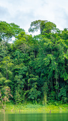 trees in the rainforest
