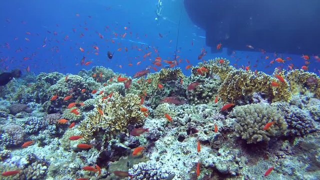 boat near  beautiful coral reef and school of Lyretail Anthias&nbsp;(Pseudanthias squamipinnis), Red Sea, Egypt
