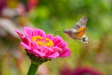 Butterfly collecting nectar on flowers. Hummingbird Hawk Moth (Macroglossum stellatarum) flying over flowers in garden