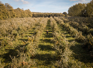 Obraz premium Aerial view of Young woman walking through an apple orchard in autumn
