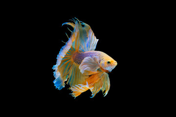 The moving moment beautiful of yellow siamese betta fish or half moon betta splendens fighting fish in thailand on black background. Thailand called Pla-kad or dumbo big ear fish.