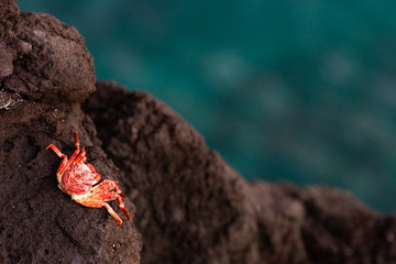 Red crab on rock near the sea. Sunset in holiday paradise resort on Grand Comore island, Comoros....