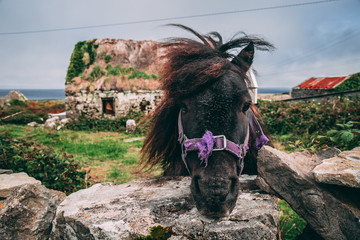 Miniature Horse in the Countryside