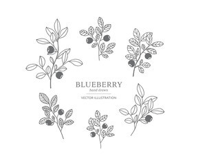 Hand drawn blueberry set.