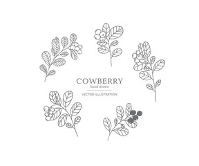 Hand drawn cowberry set