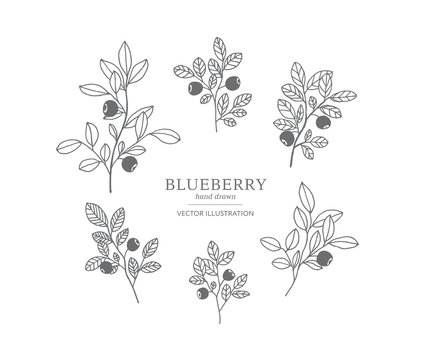 Hand Drawn Blueberry Set.