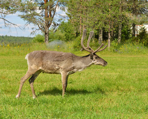 Naklejka na ściany i meble Reindeers (Rangifer tarandus) on green meadow. Finnish Lapland