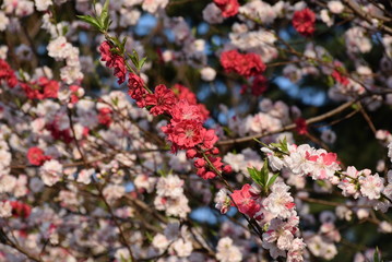 Deep Pink Sakura, Tokyo, Japan