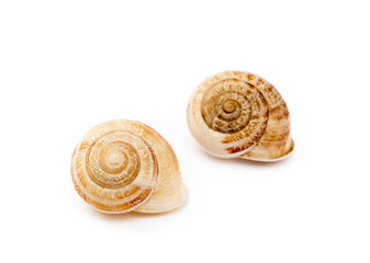 Exotic sea snail isolated on white background