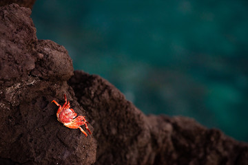 Red crab on rock near the sea. Sunset in holiday paradise resort on Grand Comore island, Comoros....