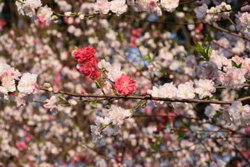 Deep Pink Sakura Among White Sakura, Tokyo