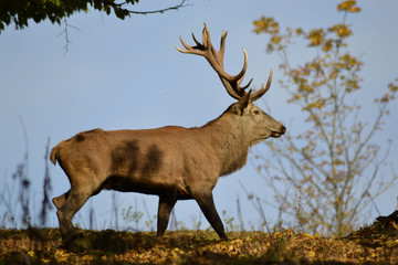 Obraz premium Hirsch