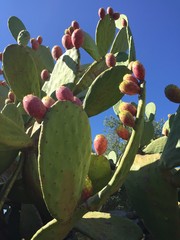 cactus vert figue barbarie soleil
