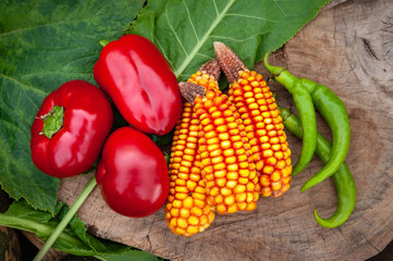 Autumn rustic still life in thanksgiving day style with corn and red and green pepper on a wood background.